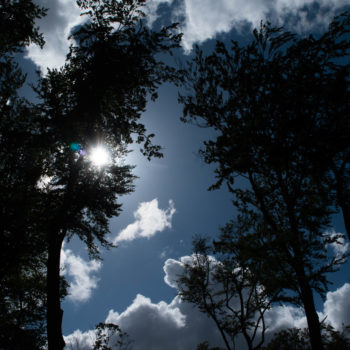 Promenade du bois des Bérines