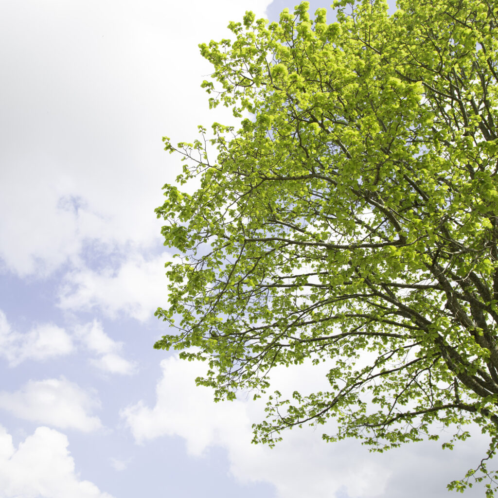 Petits galeries - carré