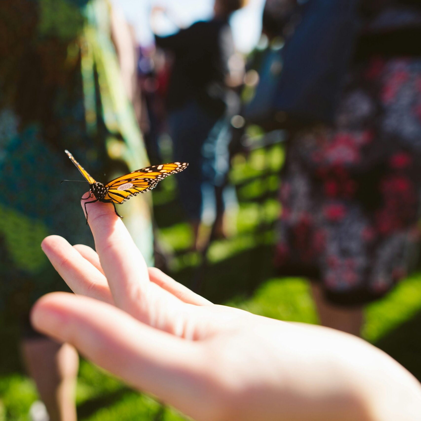 Balade découverte des insectes // Kids