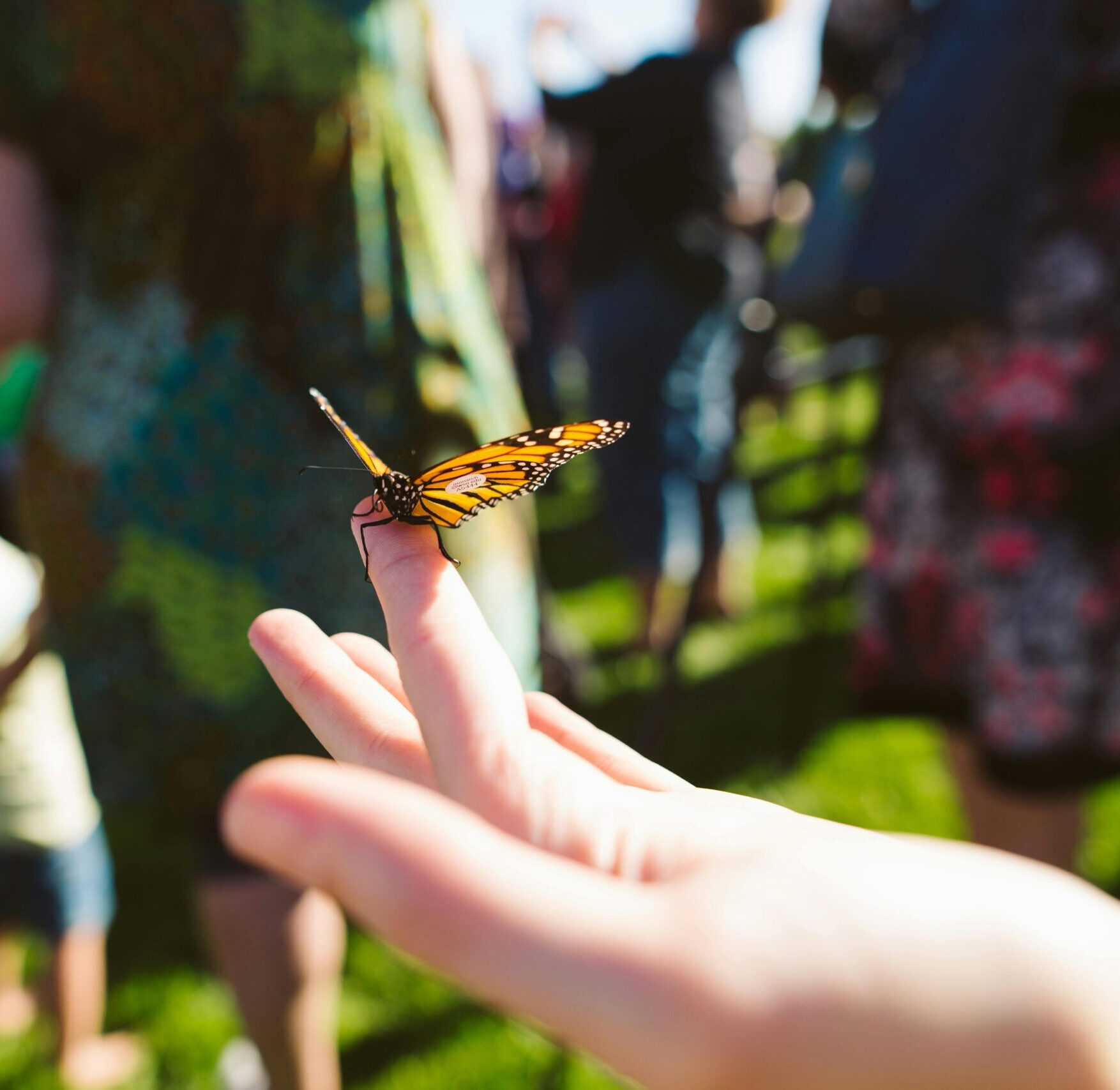 Animation autour des insectes 7 > 12 ans