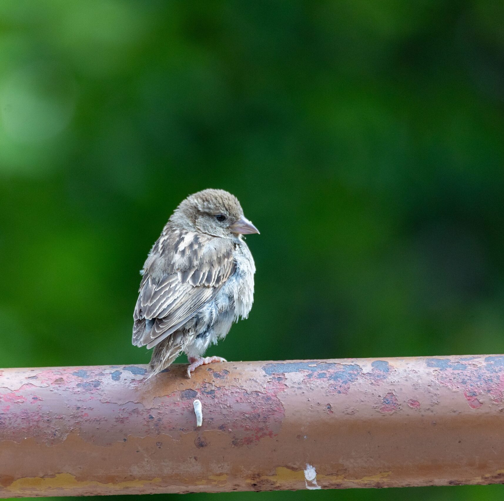 Balade chants des oiseaux à Genappe